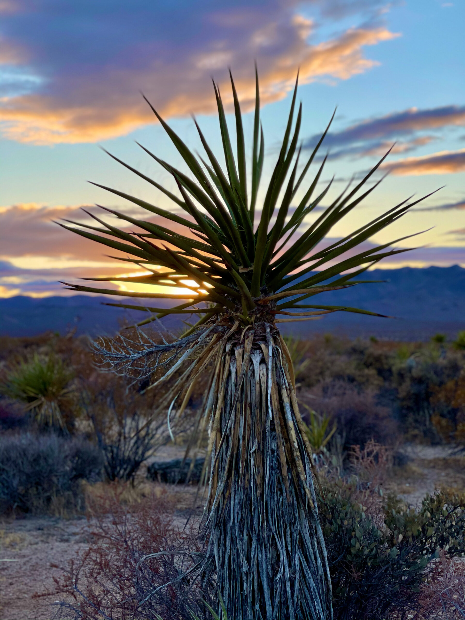 Joshua Tree National Park