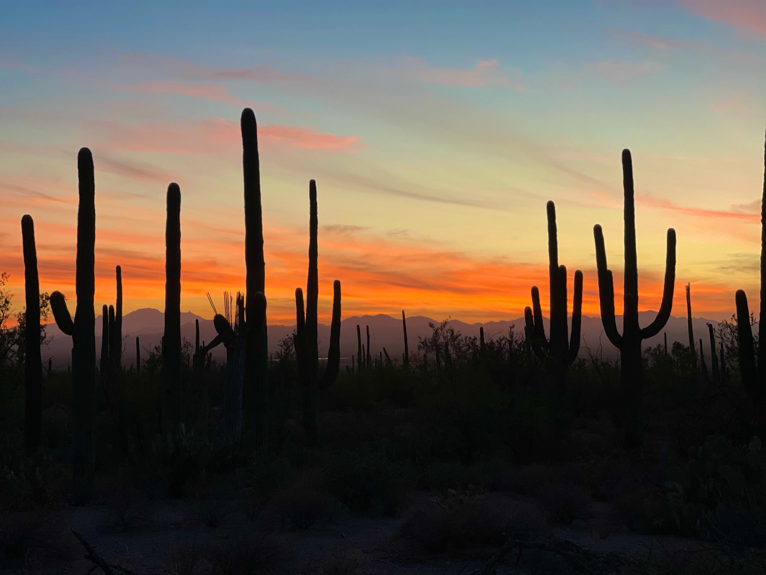 Saguaro National Park