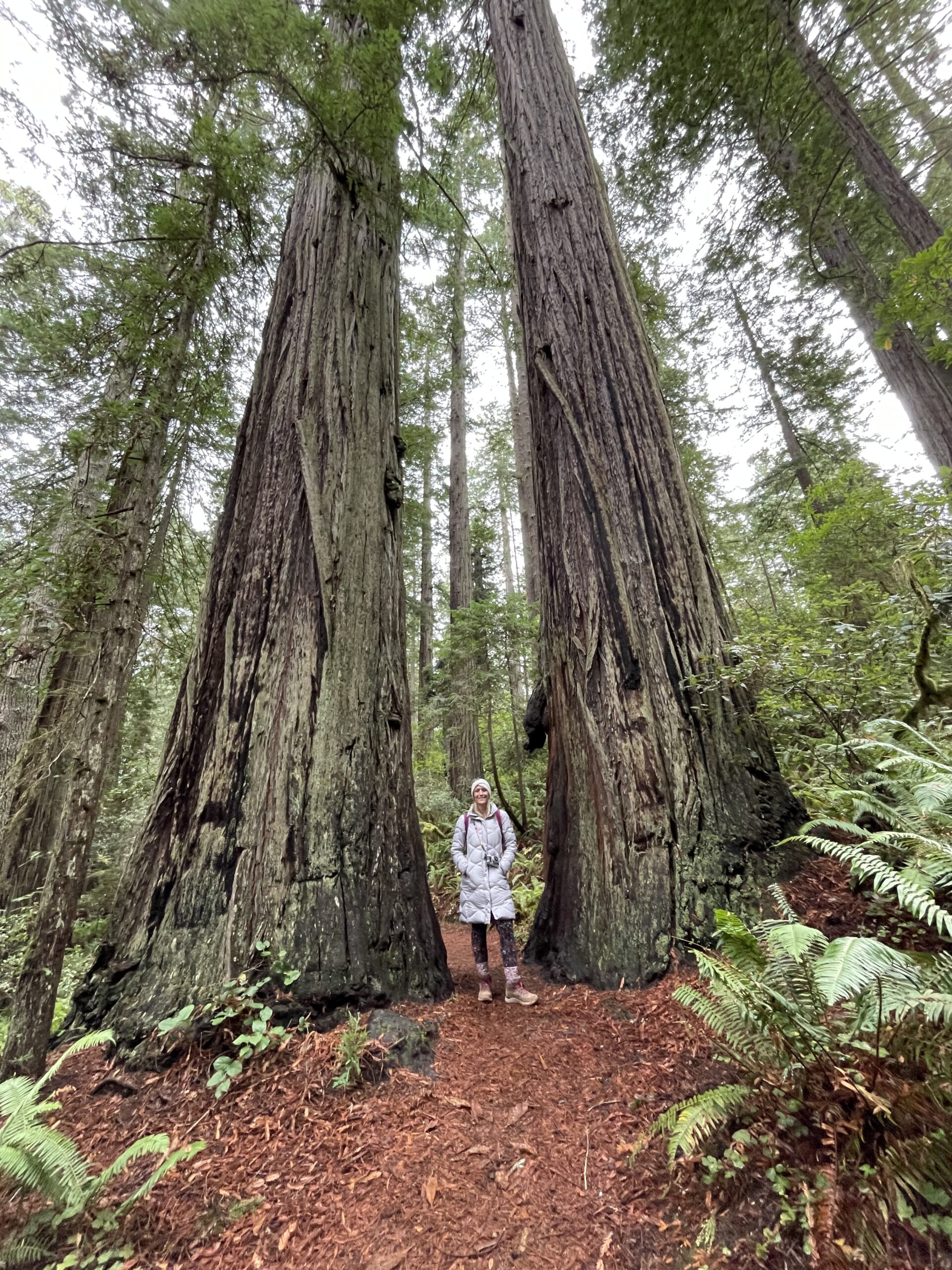 Redwood National Park